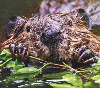 north american beaver graphic